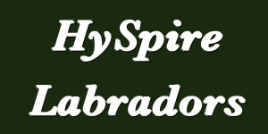 Hyspire Labradors